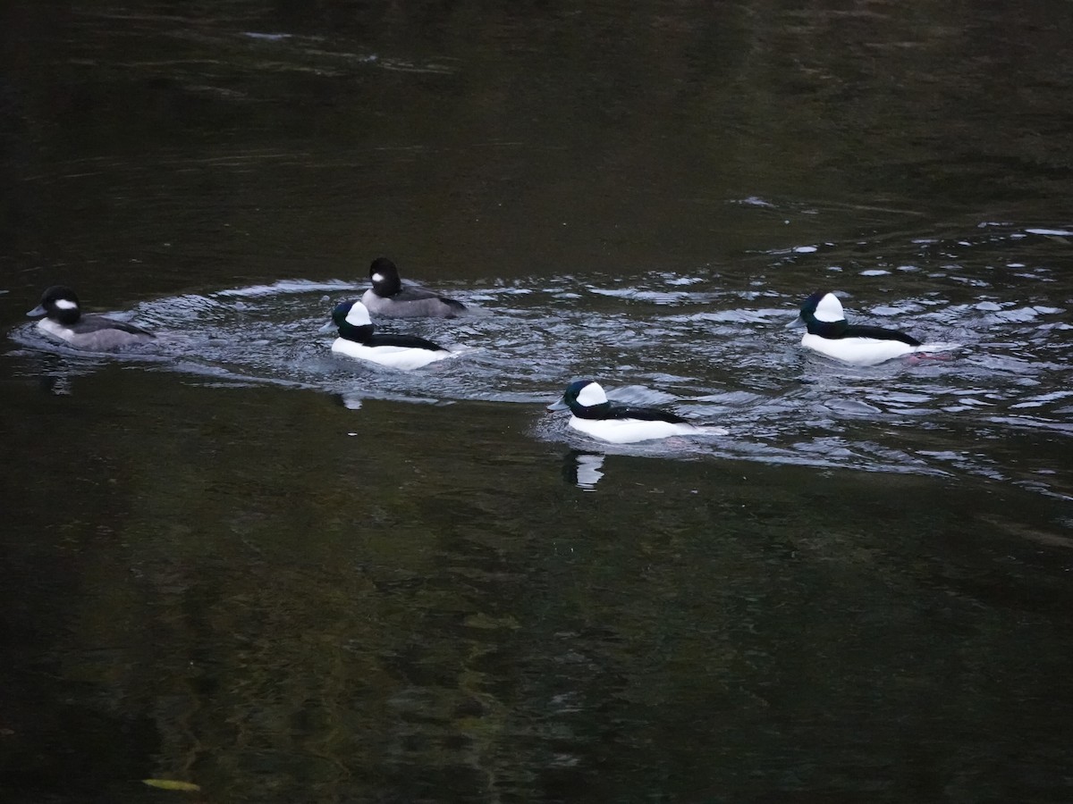 Bufflehead - ML645659998