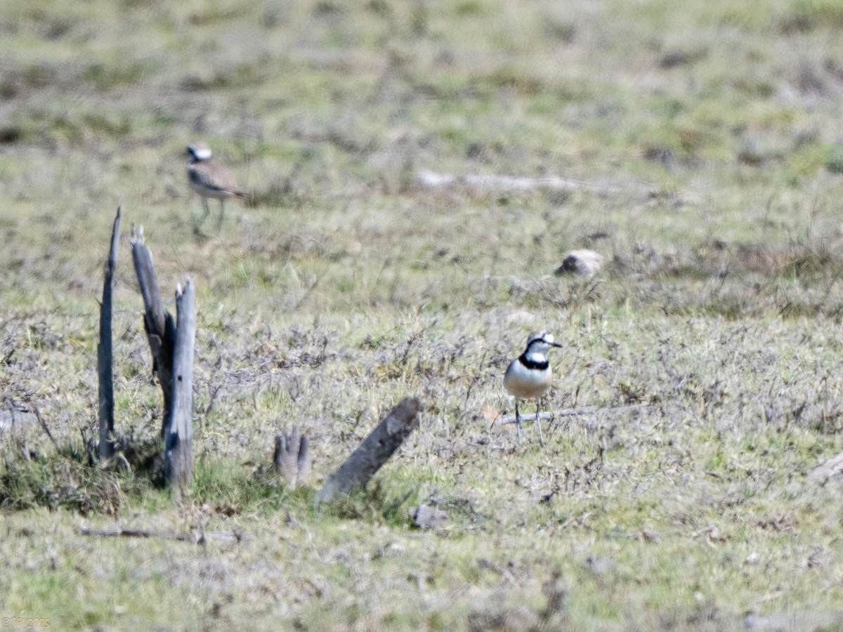 Madagascar Plover - ML645659999