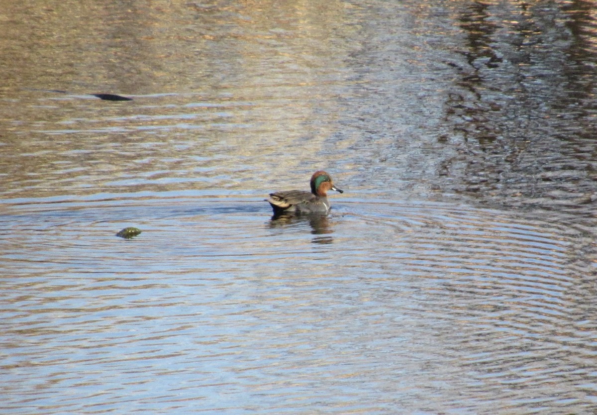 Green-winged Teal - ML645660002