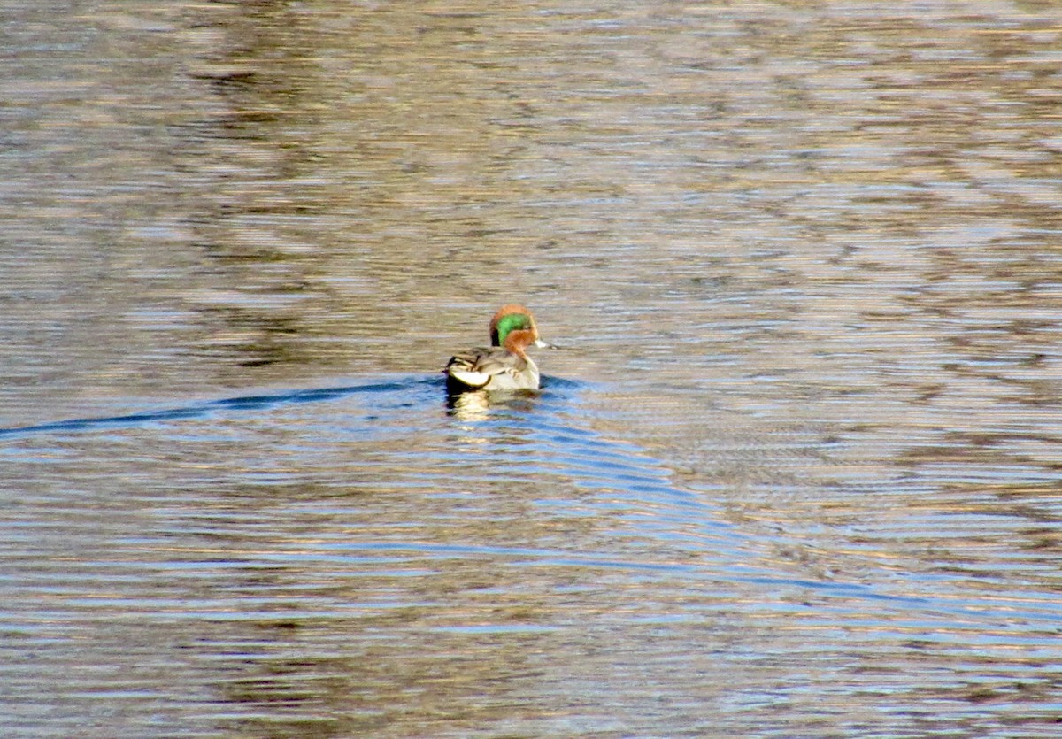 Green-winged Teal - ML645660003