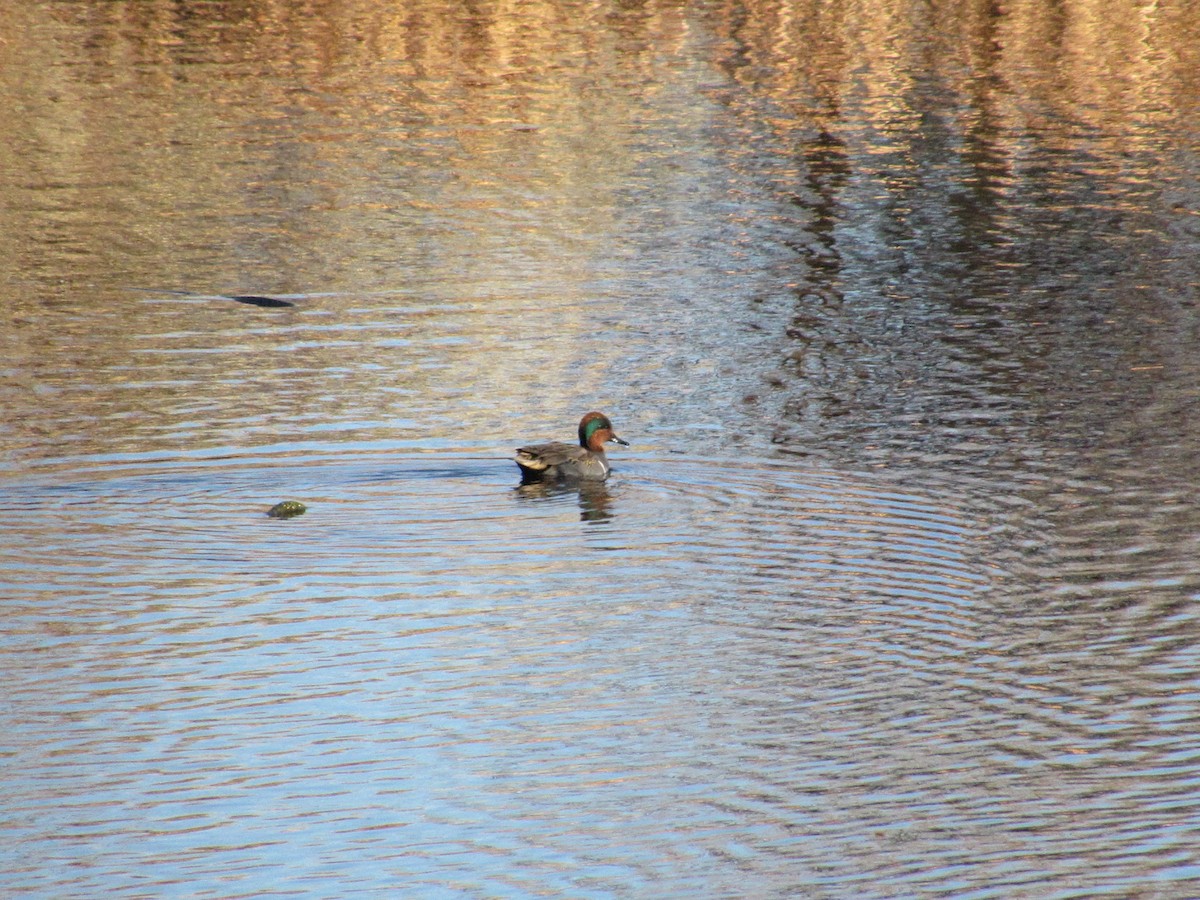 Green-winged Teal - ML645660004