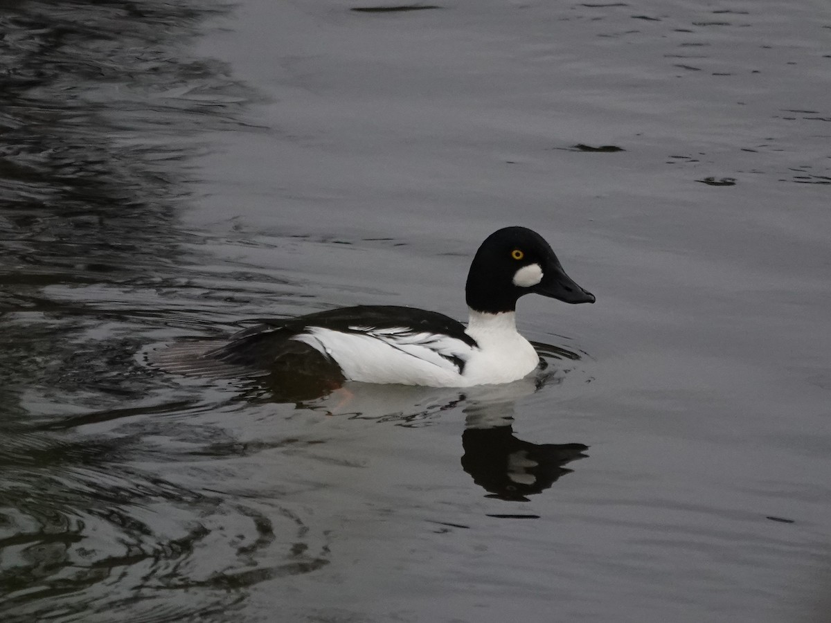 Common Goldeneye - ML645660005
