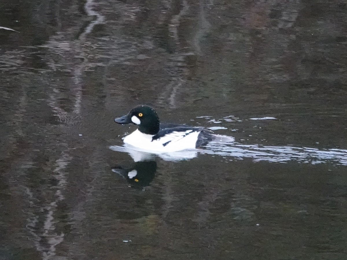 Common Goldeneye - ML645660006