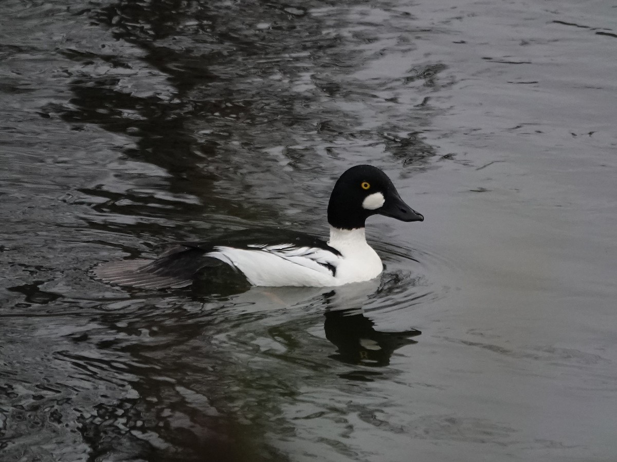 Common Goldeneye - ML645660007