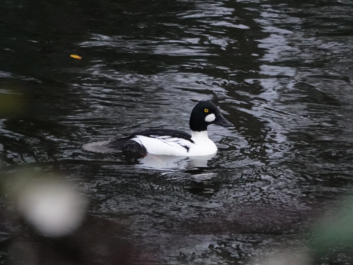 Common Goldeneye - ML645660008