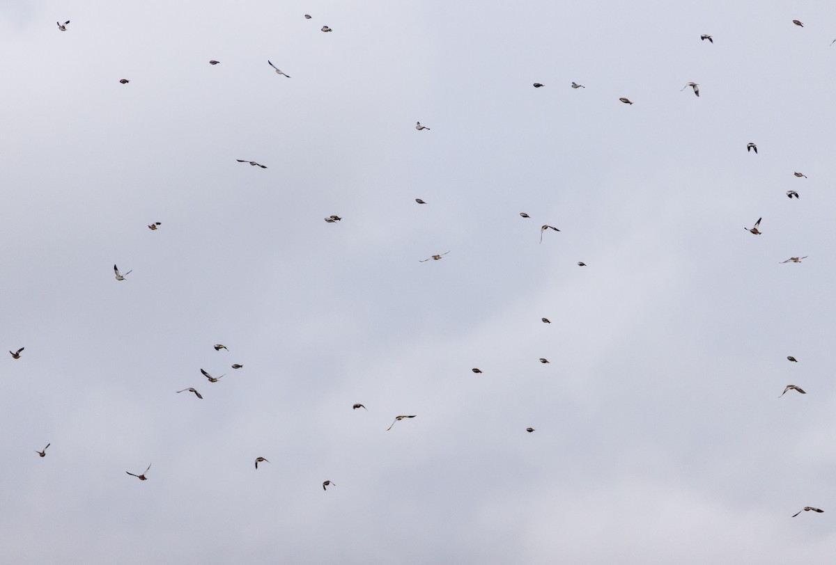 Snow Bunting - ML645660009