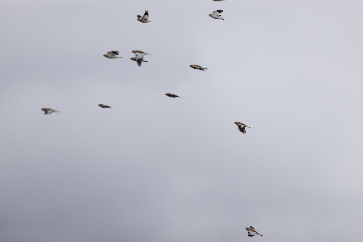 Snow Bunting - ML645660010