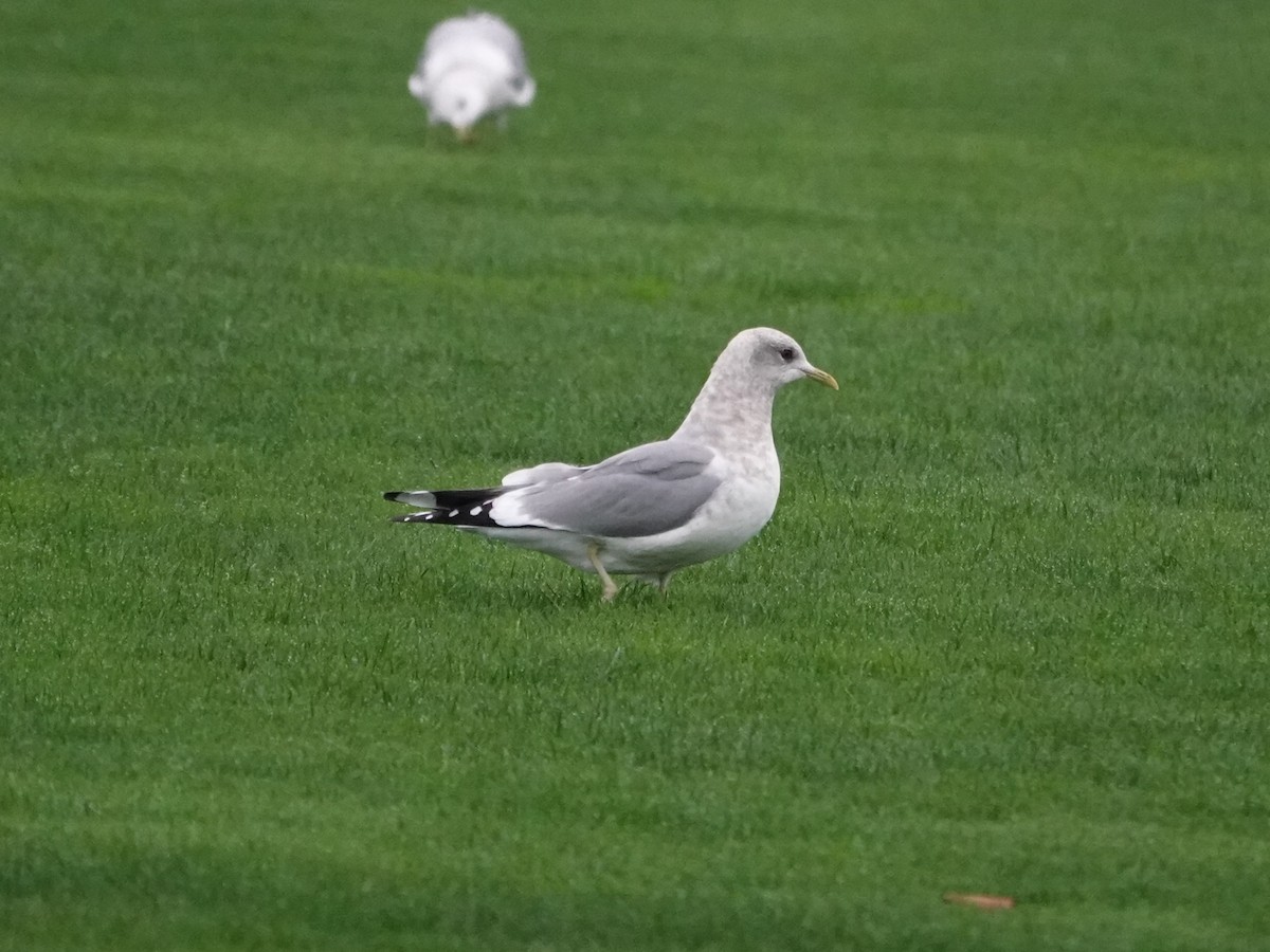 Short-billed Gull - ML645660011
