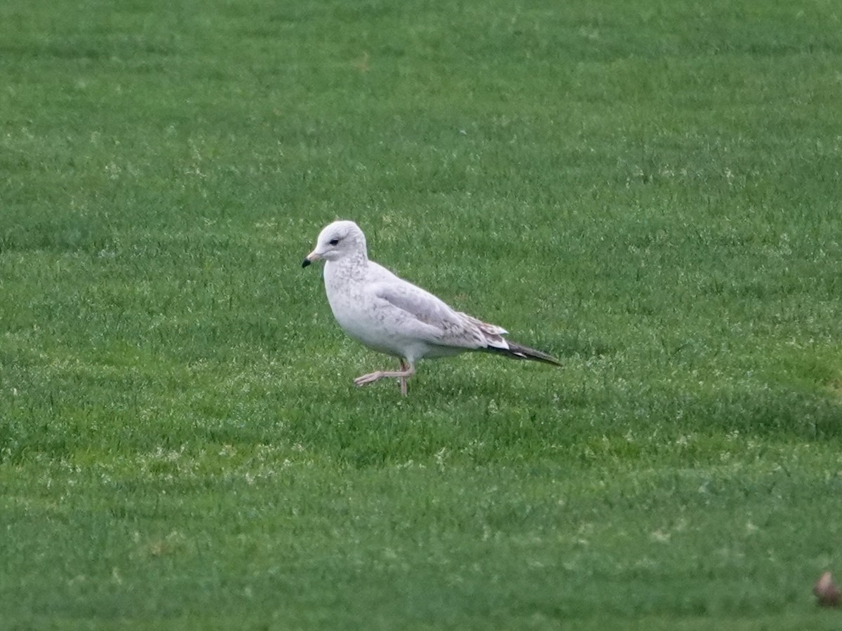 Ring-billed Gull - ML645660012