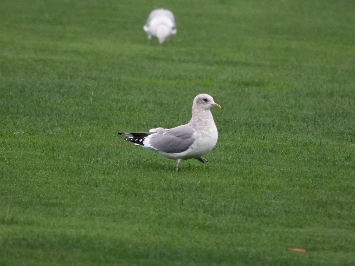 Short-billed Gull - ML645660013