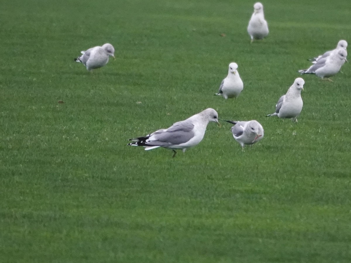 Short-billed Gull - ML645660014