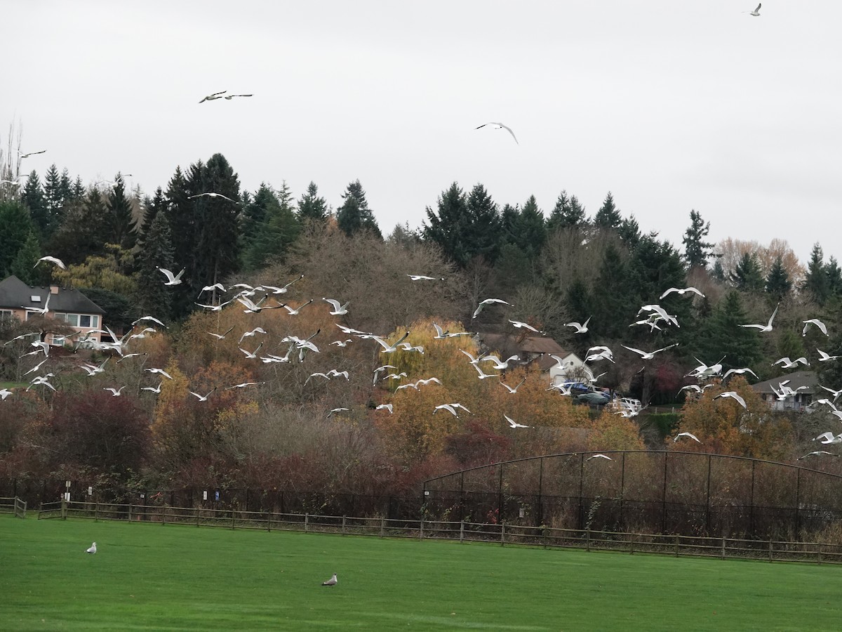 Short-billed Gull - ML645660015
