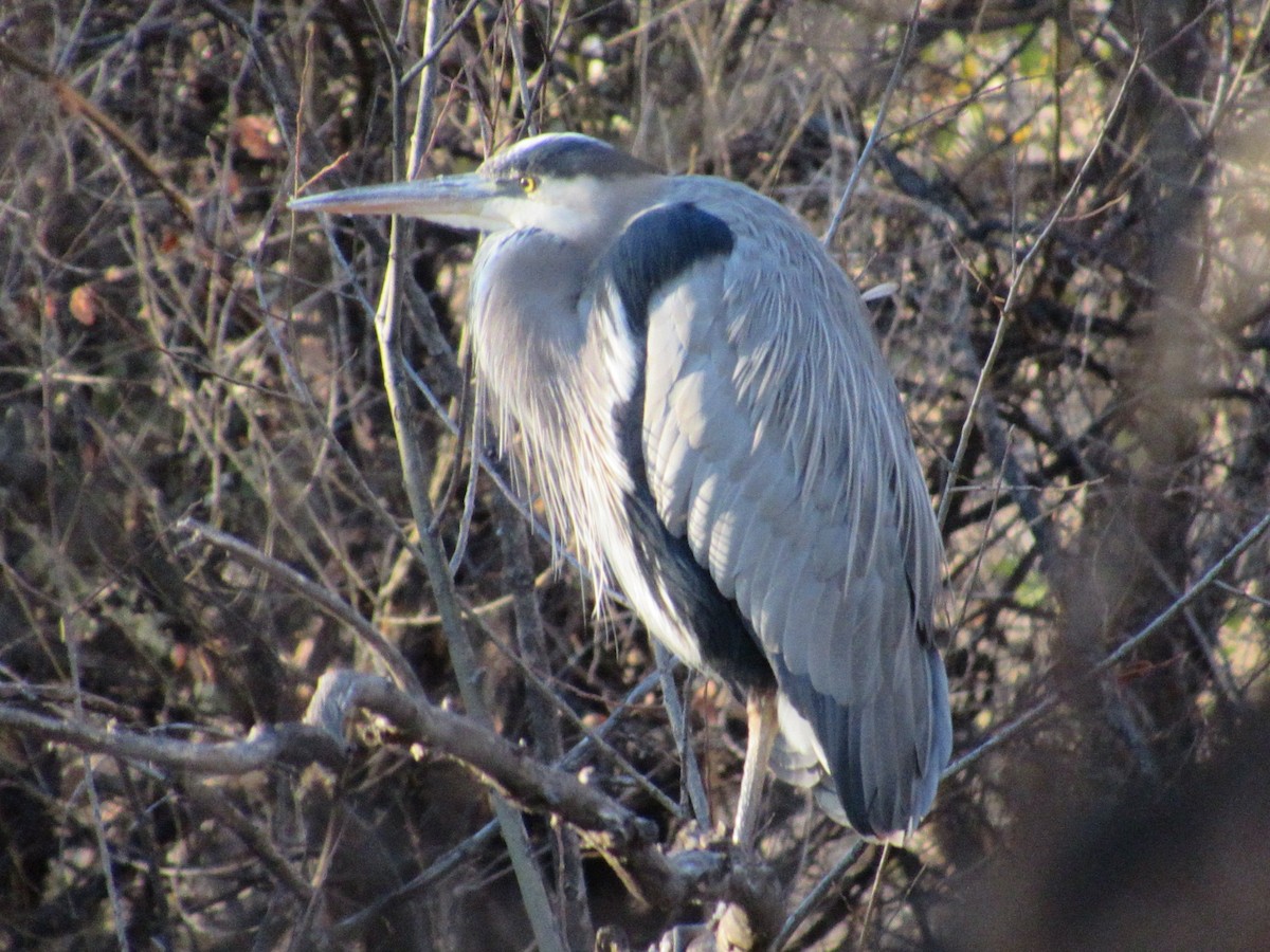 Great Blue Heron - ML645660016