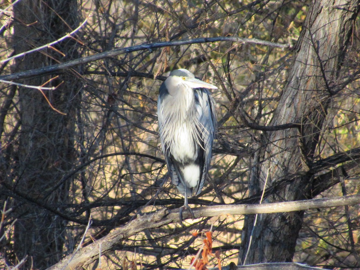 Great Blue Heron - ML645660017