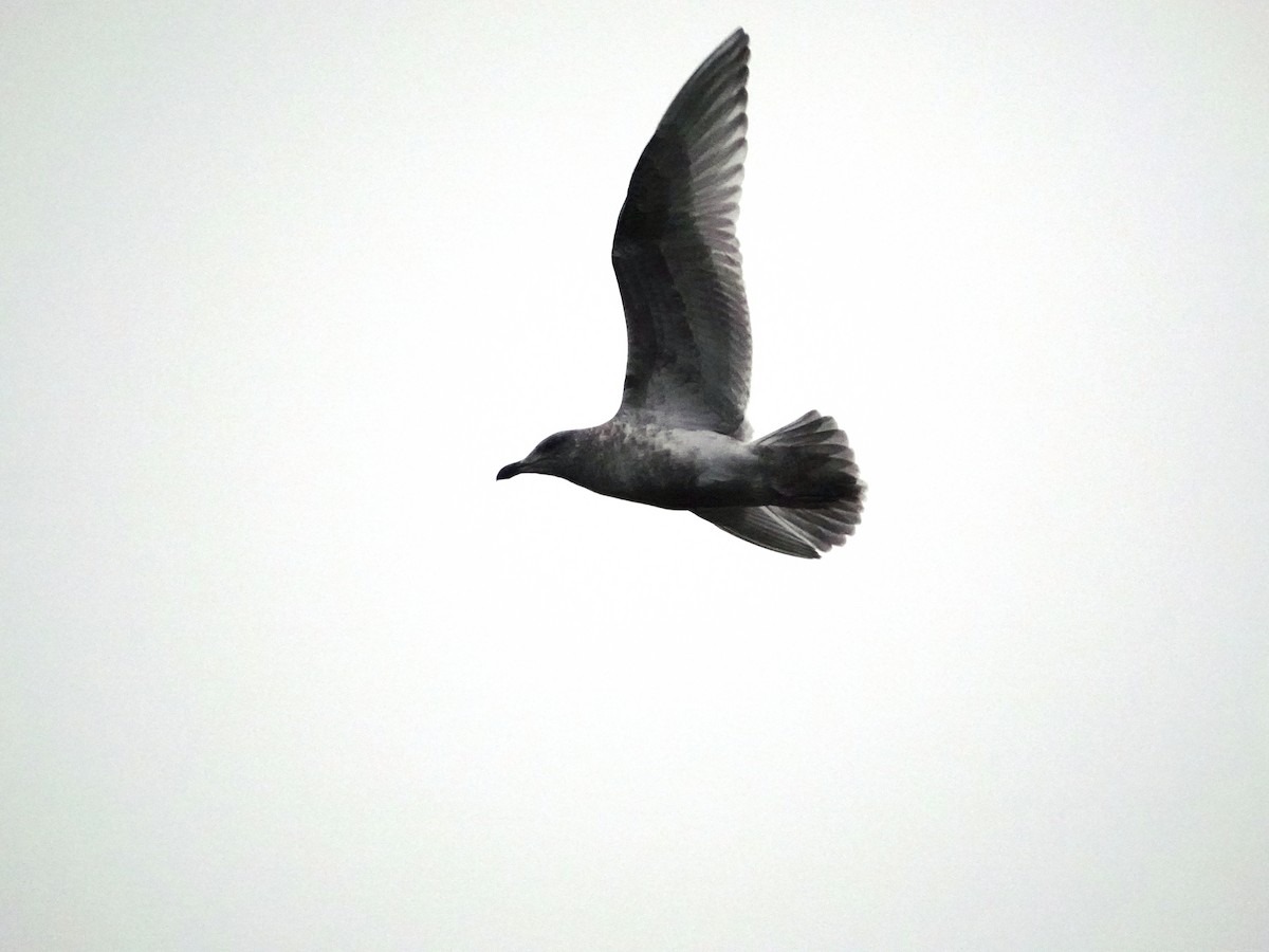 Glaucous-winged Gull - ML645660026