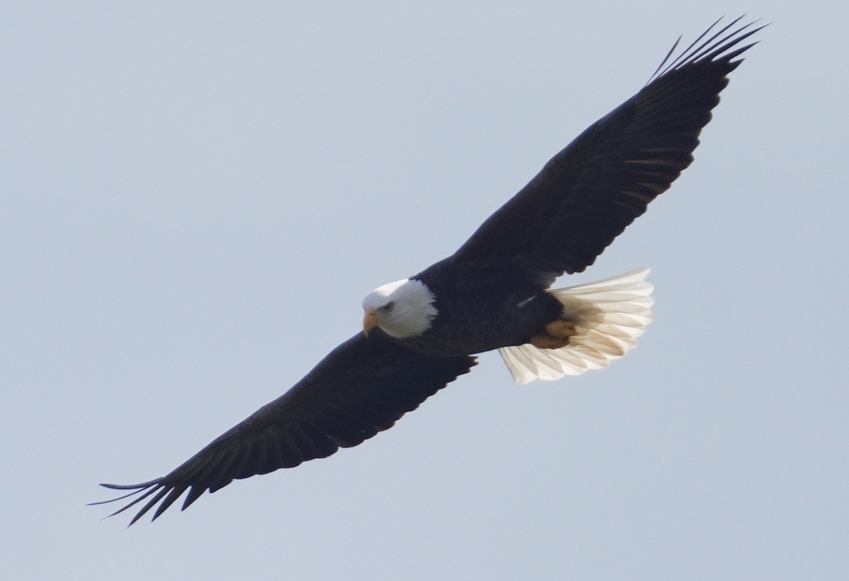 Bald Eagle - ML645660028