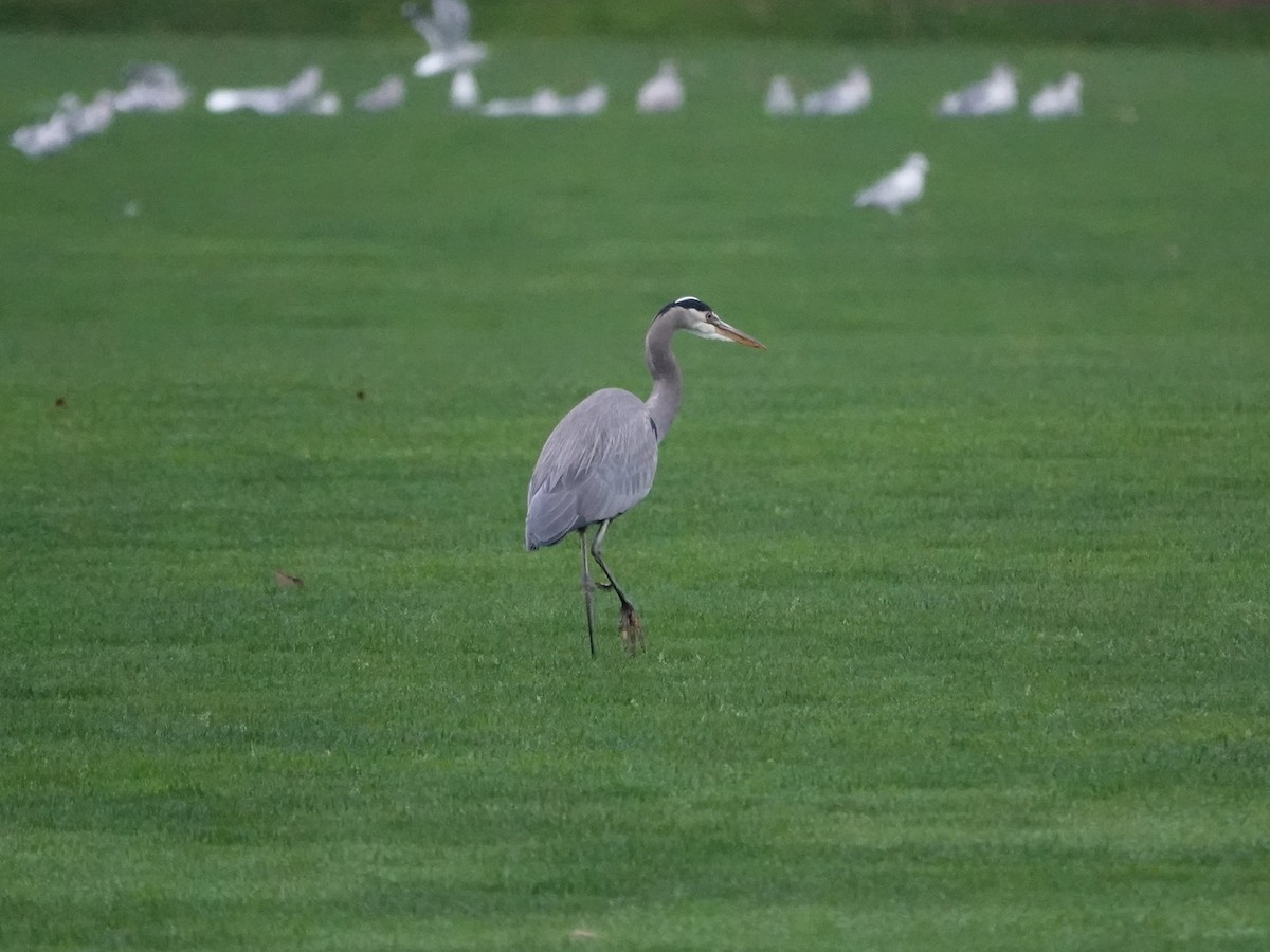 Great Blue Heron - ML645660033