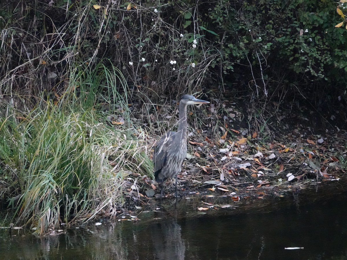 Great Blue Heron - ML645660034