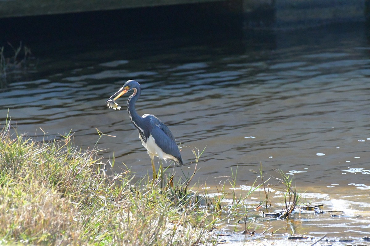 Tricolored Heron - ML645660046
