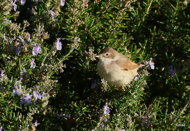 Greater Whitethroat - ML645660053