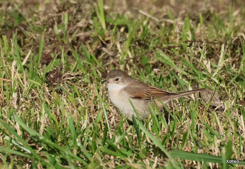Greater Whitethroat - ML645660058