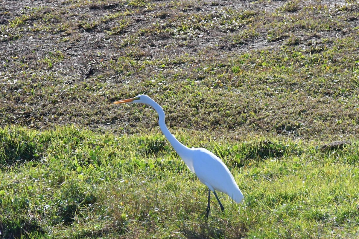 Great Egret - ML645660061