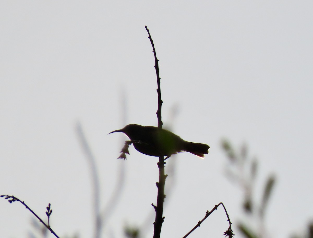 Southern Double-collared Sunbird - ML645660062