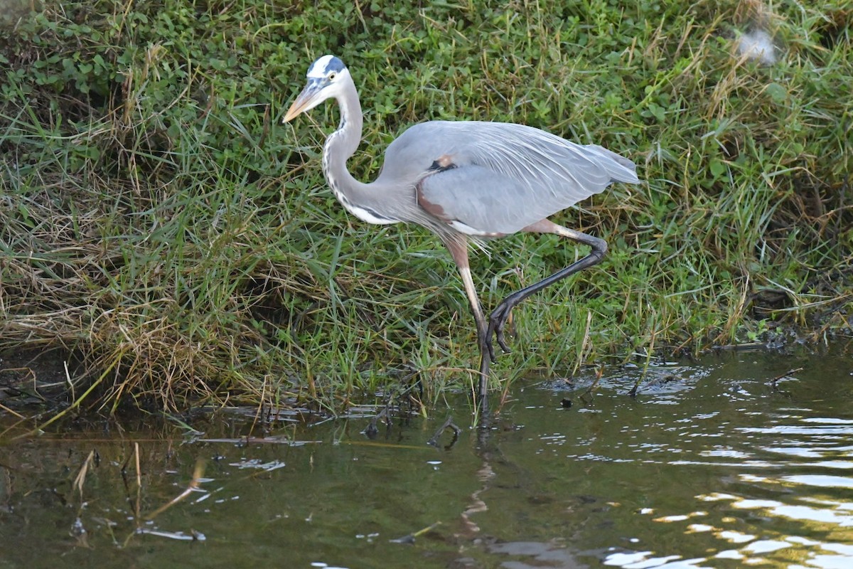 Great Blue Heron - ML645660081