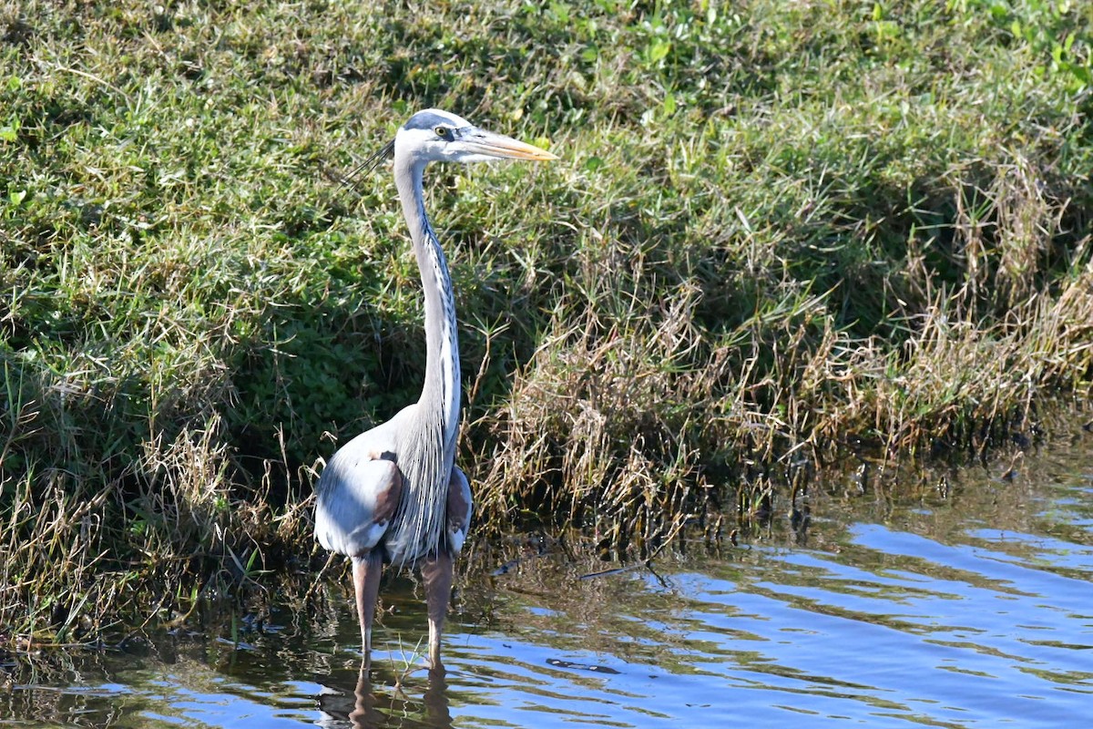 Great Blue Heron - ML645660082