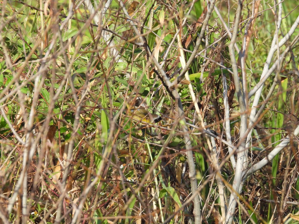 Common Yellowthroat - ML645660084