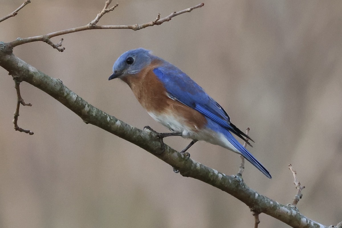 Eastern Bluebird - ML645660088