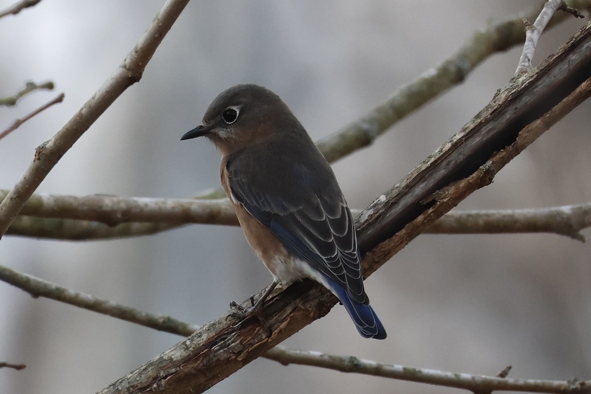 Eastern Bluebird - ML645660089