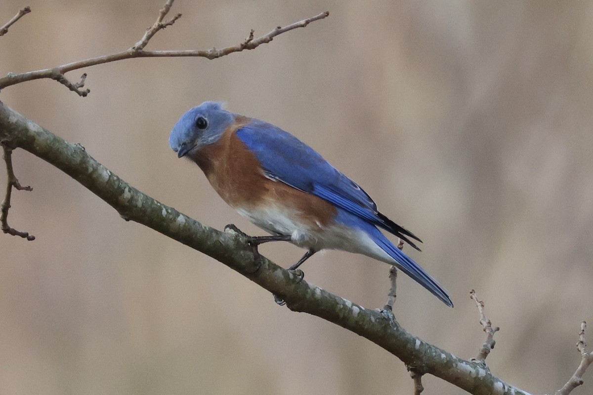 Eastern Bluebird - ML645660090