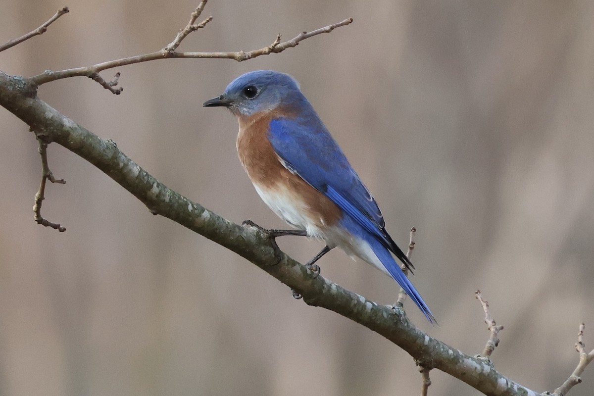 Eastern Bluebird - ML645660091