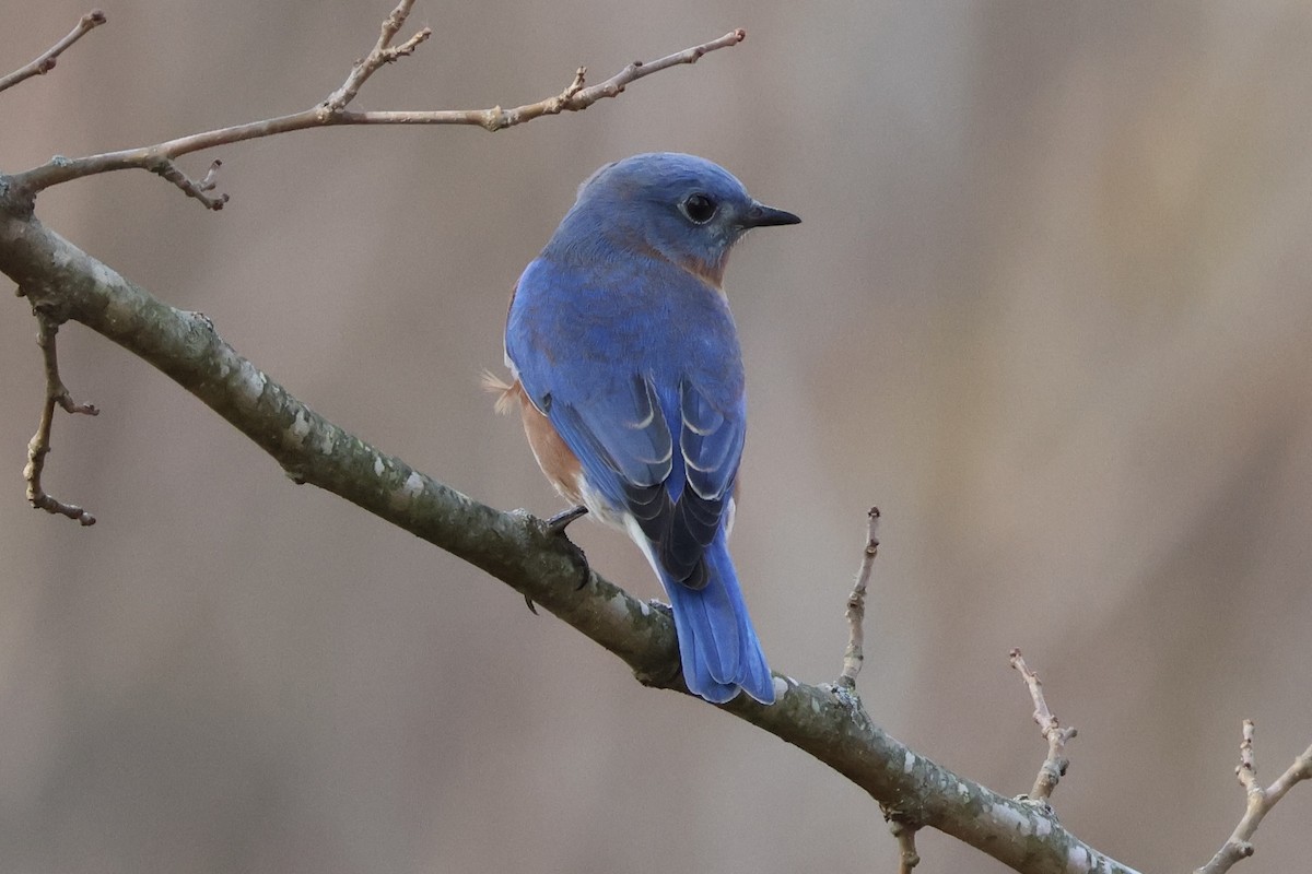 Eastern Bluebird - ML645660092