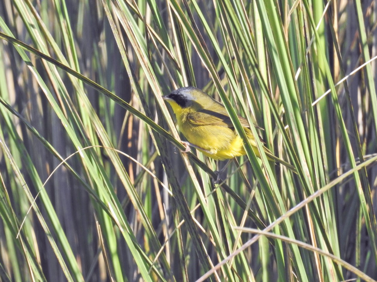 Southern Yellowthroat - ML645660101