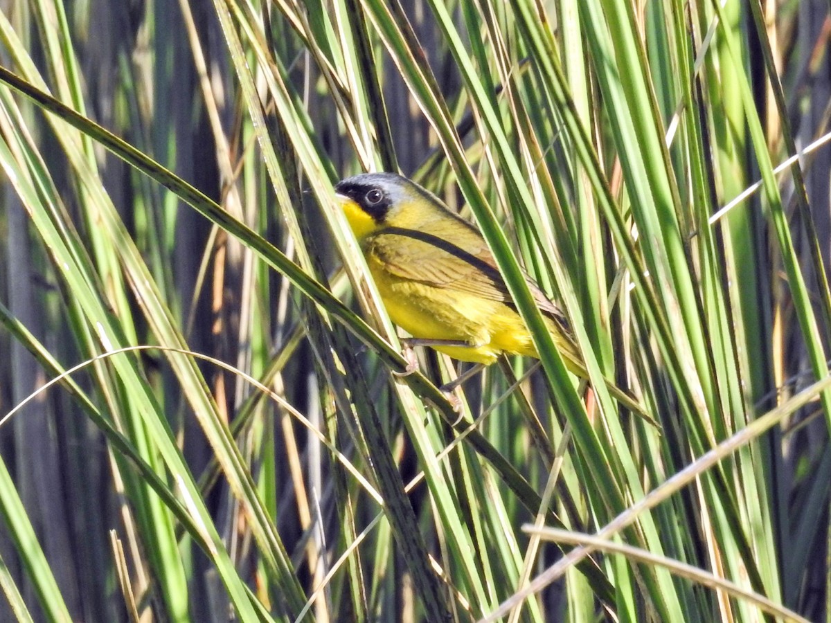 Southern Yellowthroat - ML645660102