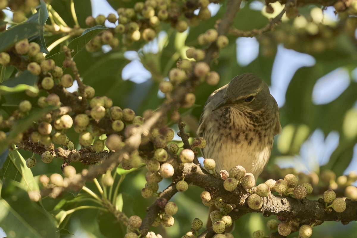 Red-throated Thrush - ML645660105