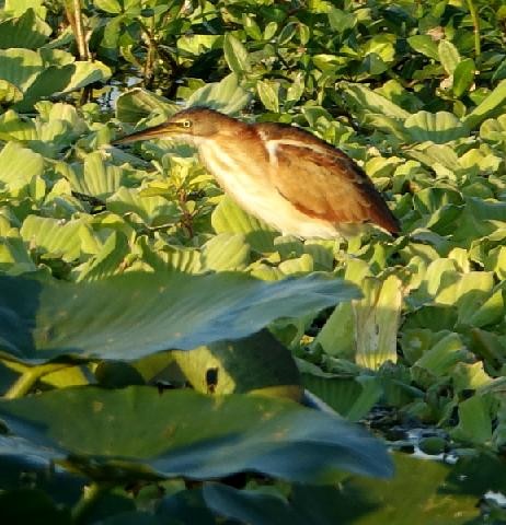 Least Bittern - ML645660106