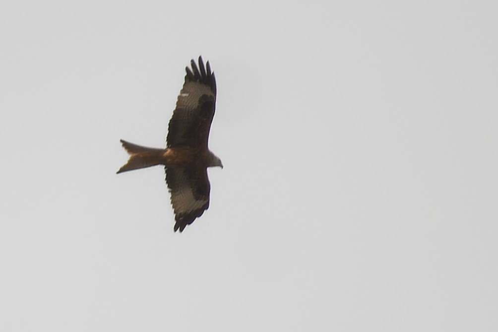 Miru gorria - ML645660107