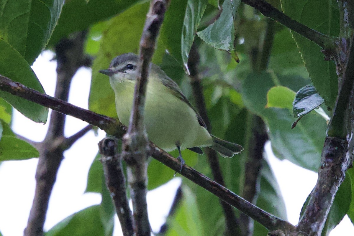 Bireo filadelfiarra - ML645660109