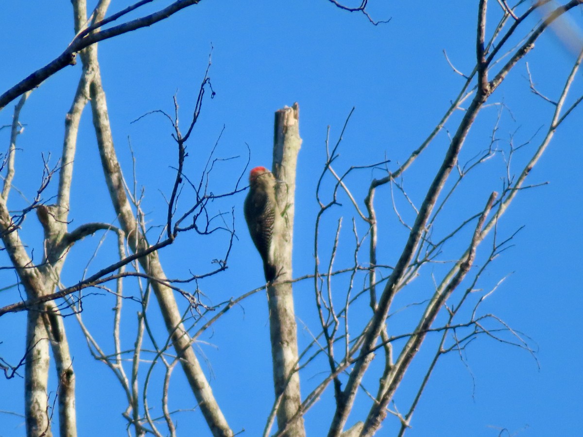 Yucatan Woodpecker - ML645660110