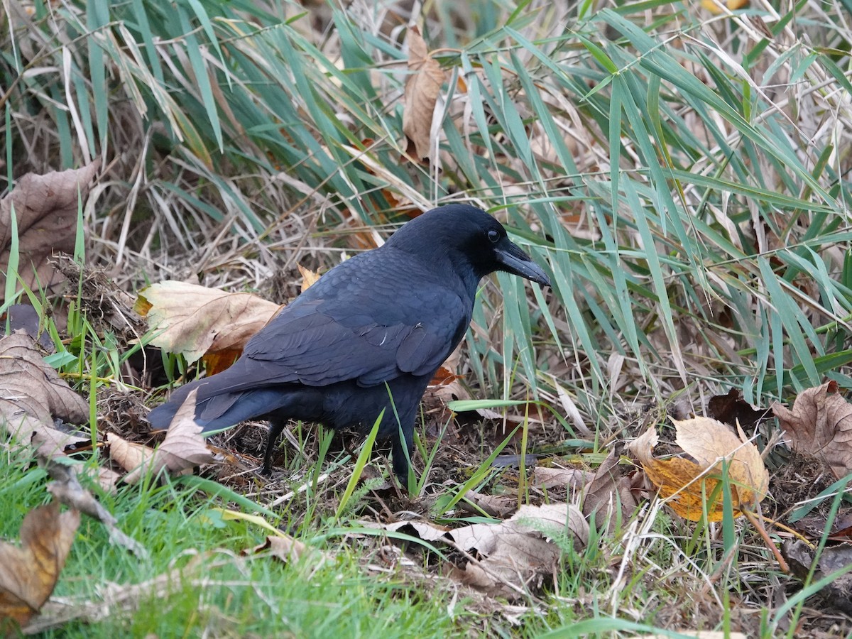 American Crow - ML645660112