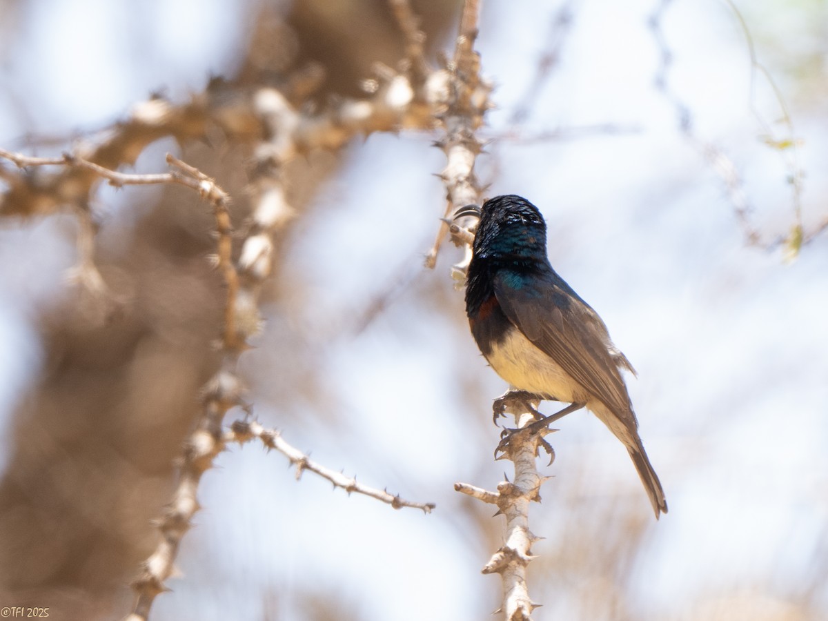 Souimanga Sunbird - ML645660113