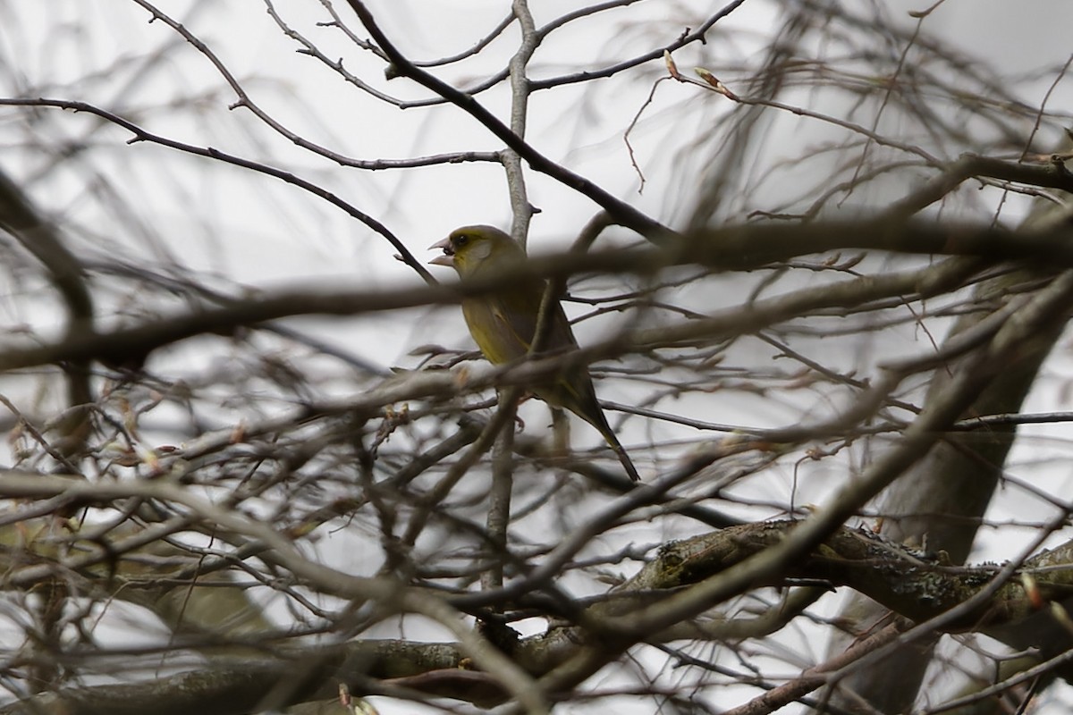 Txorru arrunta - ML645660114