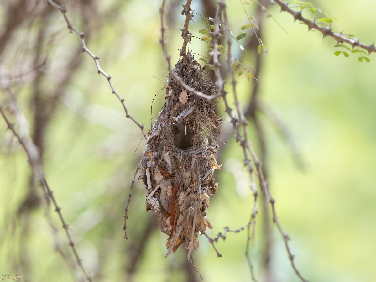 Souimanga Sunbird - ML645660115