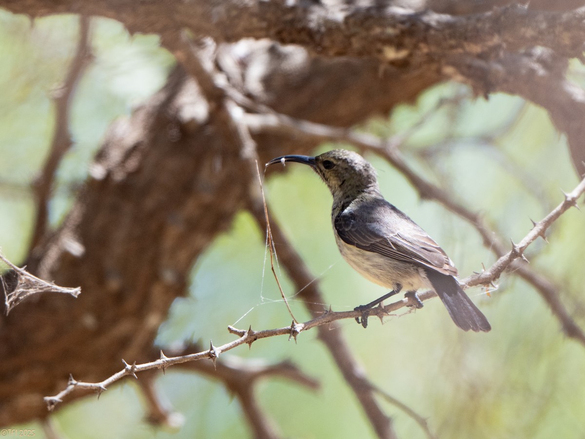 Souimanga Sunbird - ML645660117