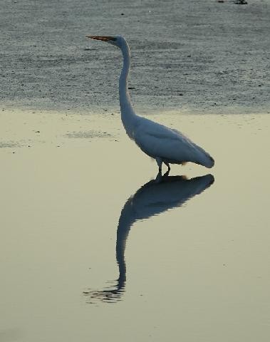 Koartza zuria - ML645660118