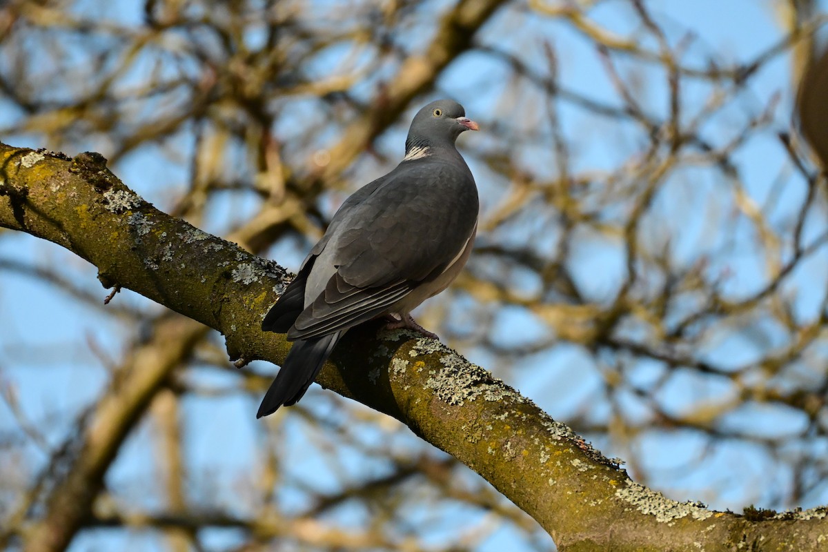 Pagausoa - ML645660119