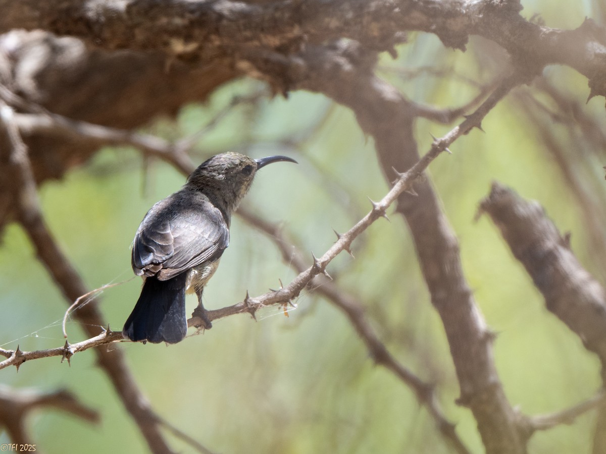 Souimanga Sunbird - ML645660121